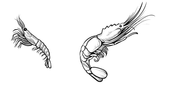 catalog